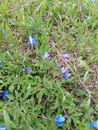 Anemone caucasica, photograph 6