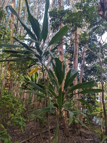 Giant palm-lily (Cordyline manners-suttoniae)
