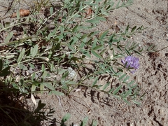 Astragalus australis