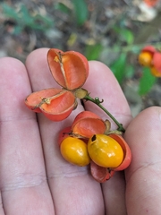 Harpullia ramiflora, photograph (c) Matt B, some rights reserved (CC BY)
