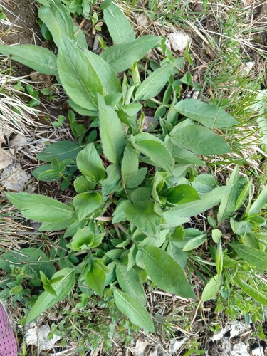 Image of Cephalaria gigantea by (c) Maria Kohanovskaya, some rights reserved (CC BY)
