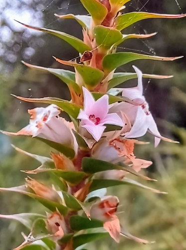 Image of Epacris purpurascens by no rights reserved