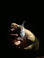 Myotis bechsteinii