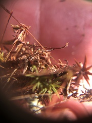 Polytrichum piliferum
