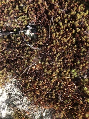 Polytrichum piliferum