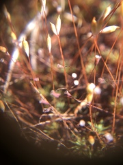 Polytrichum piliferum