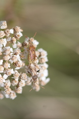 Stictopleurus abutilon