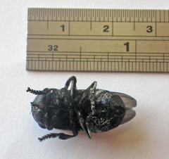 Cuterebra approximata