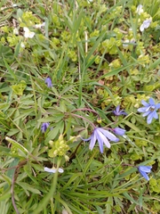 Anemone caucasica