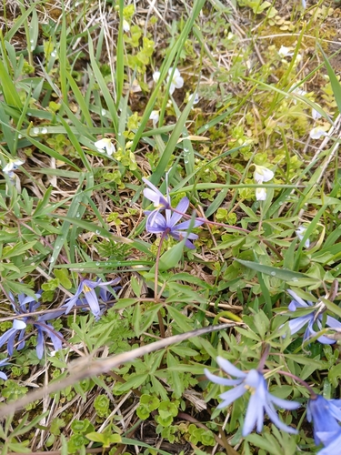 Anemone caucasica, photograph 2