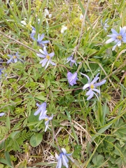 Anemone caucasica, photograph (c) Maria Kohanovskaya, some rights reserved (CC BY)