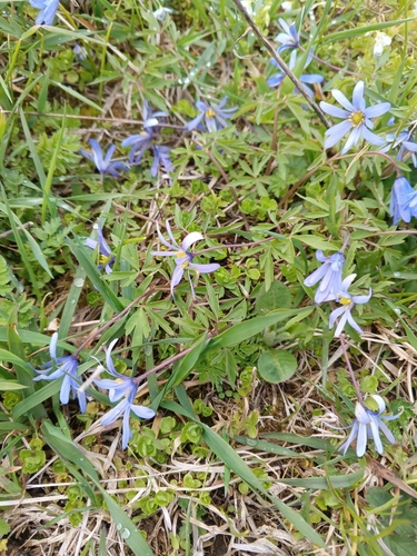 Anemone caucasica, photograph 4
