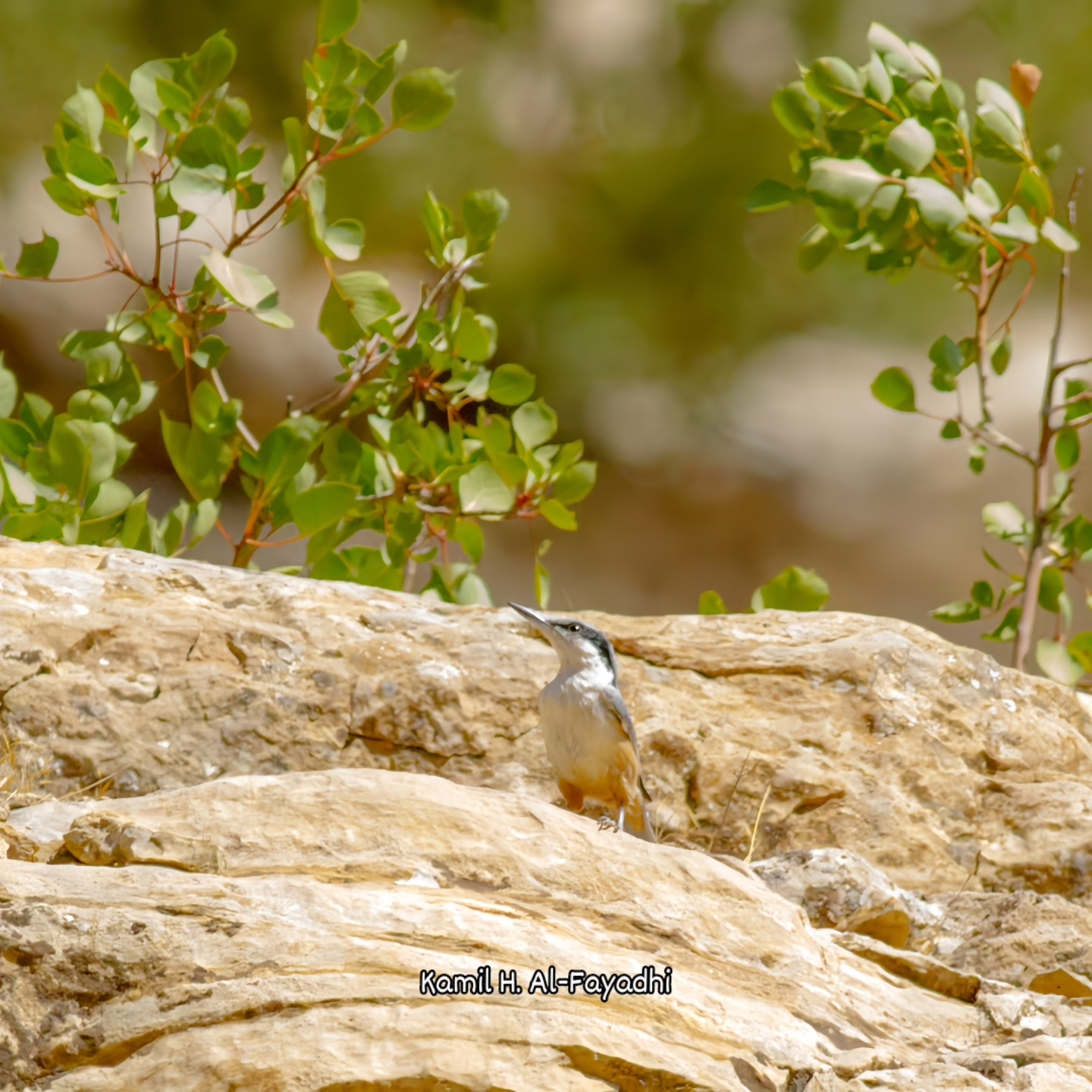 Eastern Rock Nuthatch