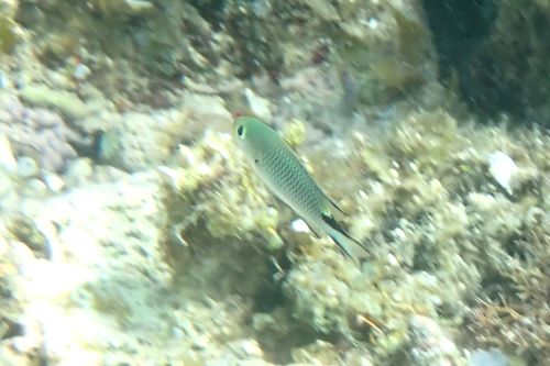 Pomachromis richardsoni observed 2025-05-09
