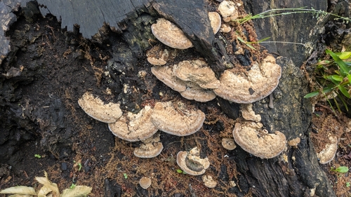 Trametes orientalis