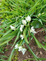 Ornithogalum balansae, photograph (c) Maria Kohanovskaya, some rights reserved (CC BY)