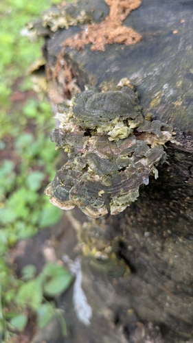 Trametes versicolor