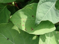 Mycosphaerella polygoni-cuspidati