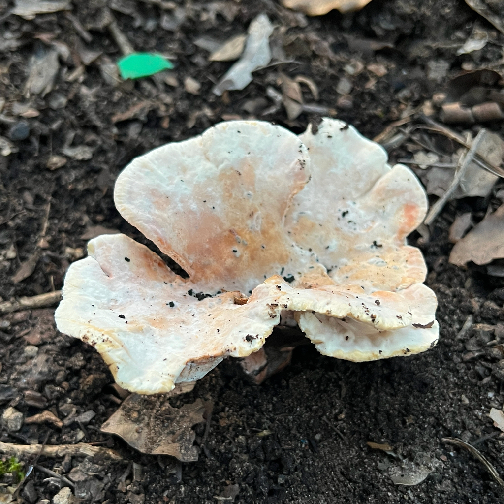 Abortiporus biennis · May 2025 · photo: © douch (iNaturalist, cc-by-sa)