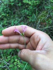Centranthus angustifolius