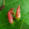 Red Nail Gall Mite - Photo (c) Stephan Mende, some rights reserved (CC BY), uploaded by Stephan Mende