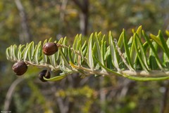 Phylica paniculata