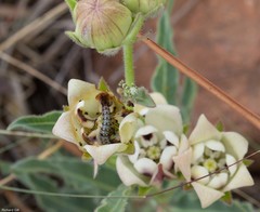 Lepidoptera