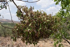 Croton gratissimus gratissimus