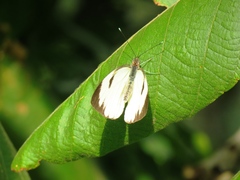 Ascia monuste orseis