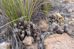 Anacampseros decapitata