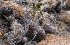 Anacampseros decapitata