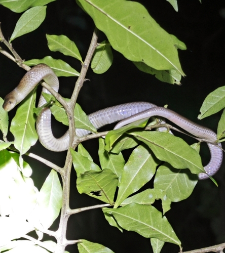 Photo of a Hua Hin Kukri Snake (Oligodon huahin)
