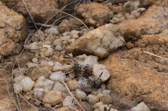 Anacampseros decapitata