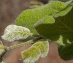 Combretum molle