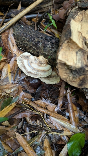 Trametes orientalis