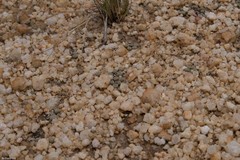 Frithia pulchra