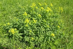 Euphorbia semivillosa