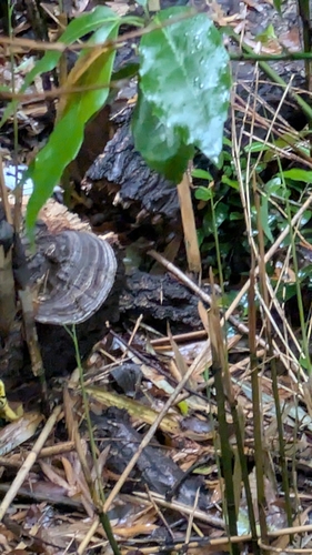 Ganoderma applanatum