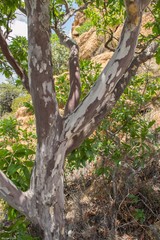 Ochna pulchra