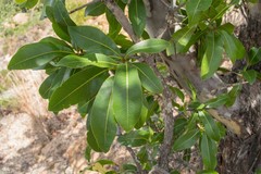 Ochna pulchra