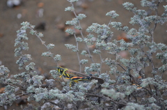 Schistocerca melanocera