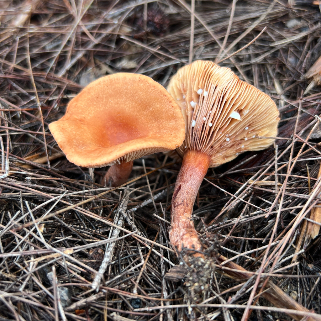 Lactarius eucalypti · May 2025 · photo: © douch (iNaturalist, cc-by-sa)