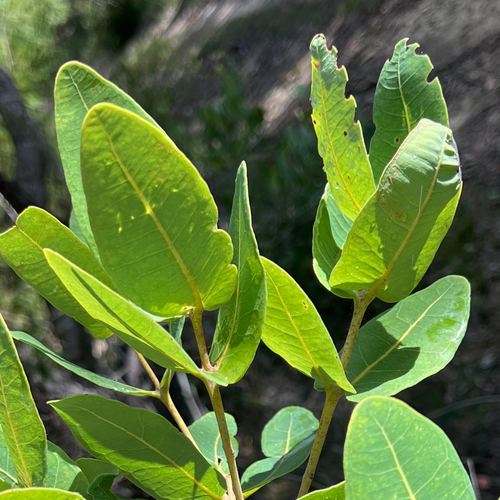 Dwarf apple (Angophora hispida)