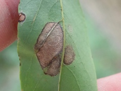 Chrysaster ostensackenella