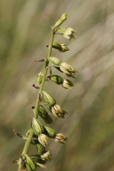Epipactis dunensis