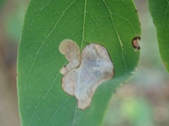 Chrysaster ostensackenella