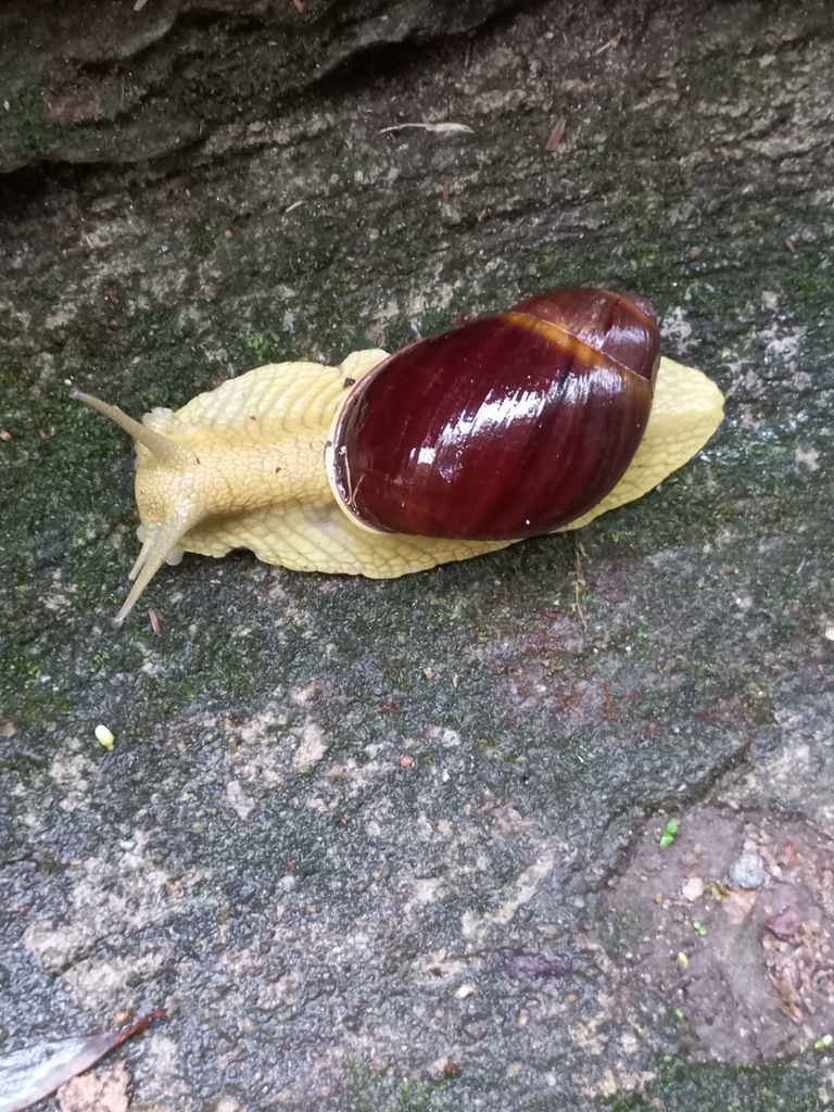 Megalobulimus bronni