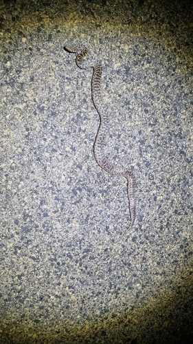 Spotted Python sighting