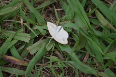 Lychnosea intermicata