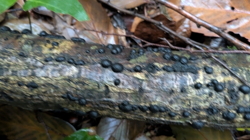 Annulohypoxylon truncatum